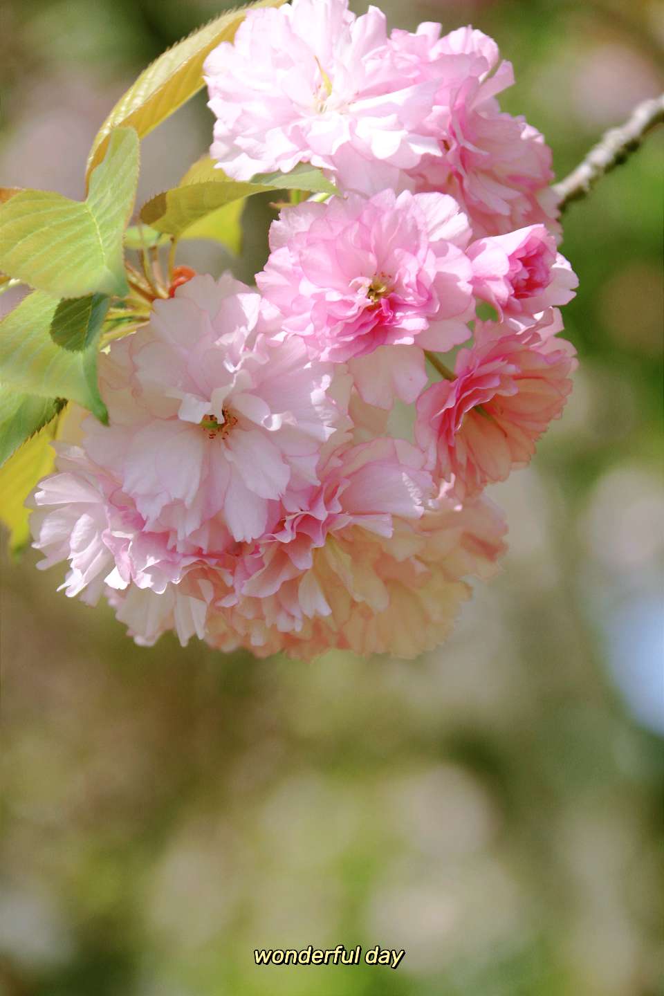 东方书剑的《【仙吕・寄生草】赏樱》