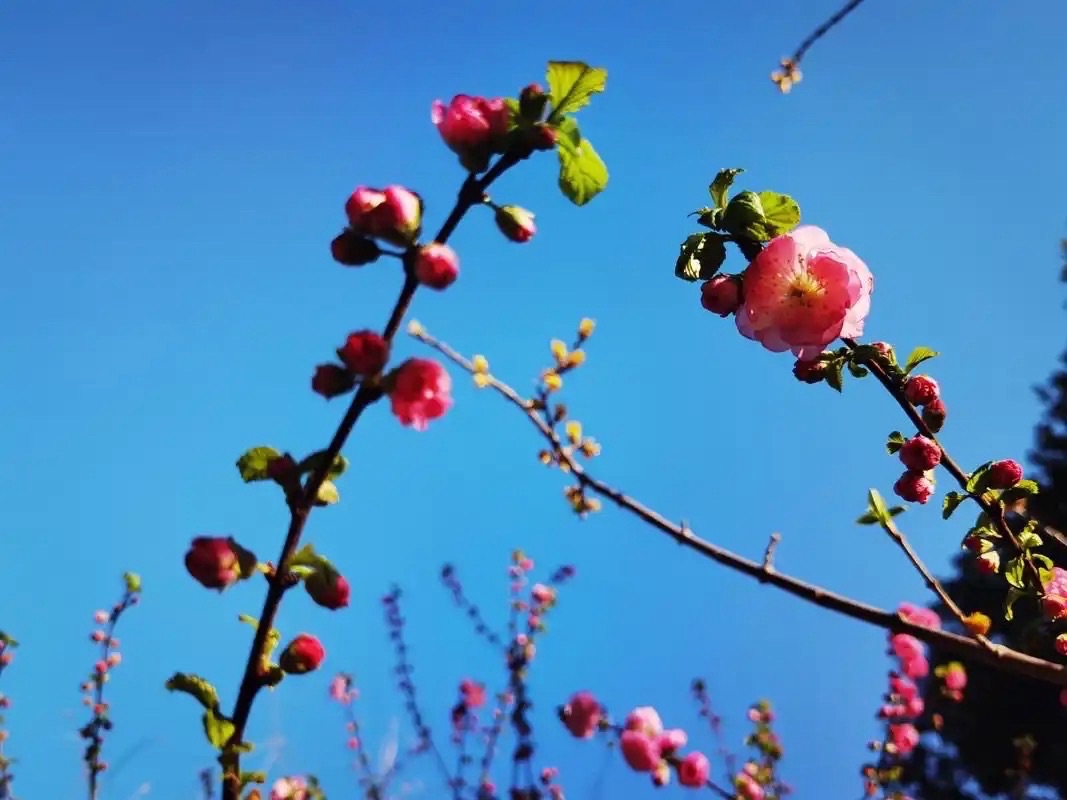 婉羽与飞星传恨联袂诗｜海外头条（图10）