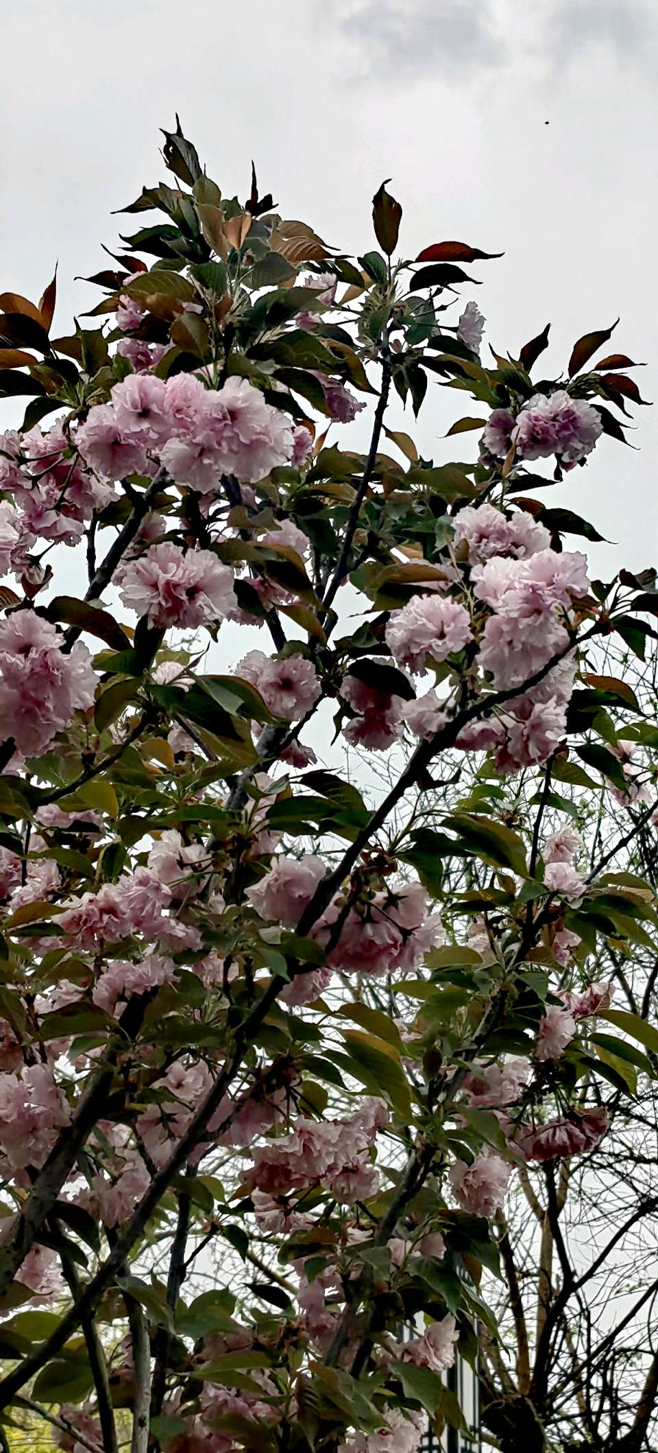 蝶恋花-樱花爱晚春～词◑紫色梦幻（图14）