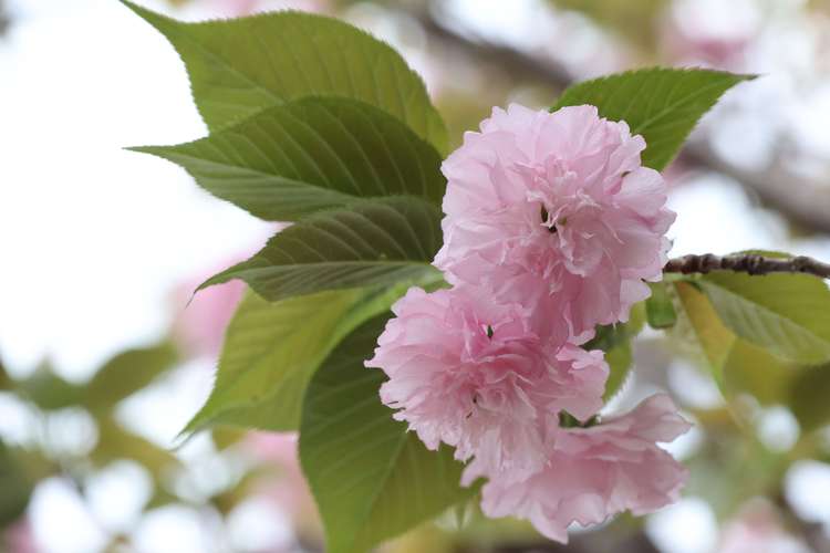 同题诵 《樱花语》 作者:碑林路人(图16)