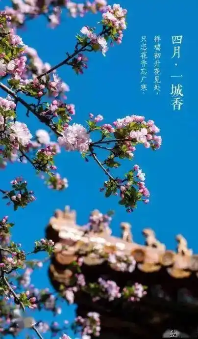【新山东文学社】《四月 鸿雁》作者/陈铠 主播/竹林听雨(图3)