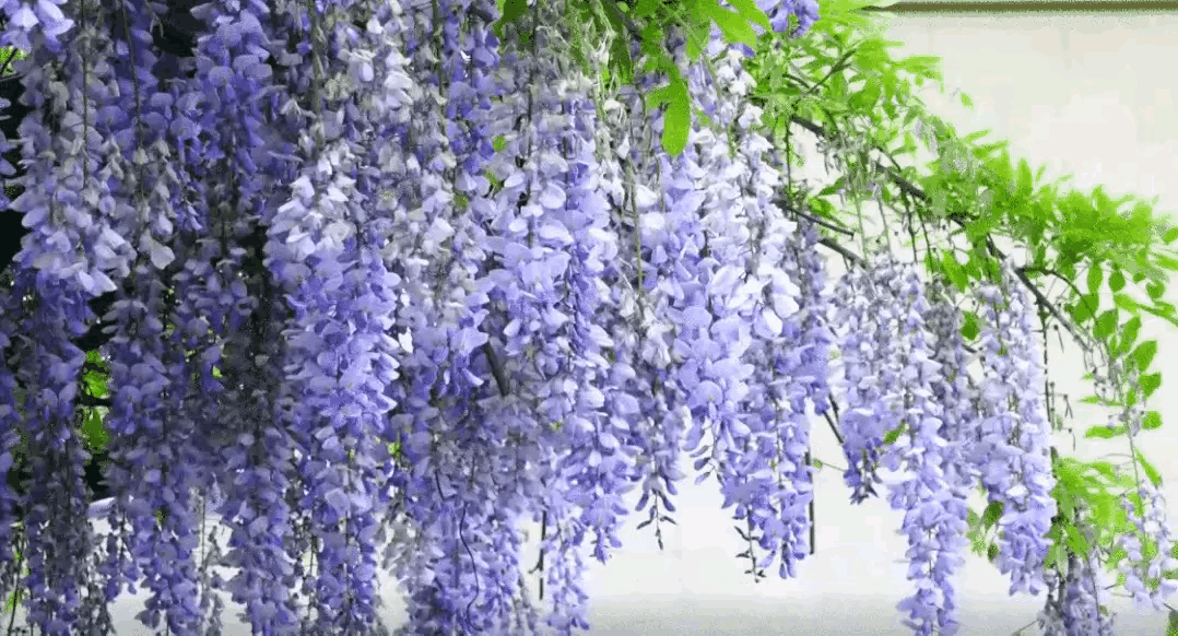 【荣耀中国】临江仙·野蔷薇（张泌体）李开英（安徽）（图2）