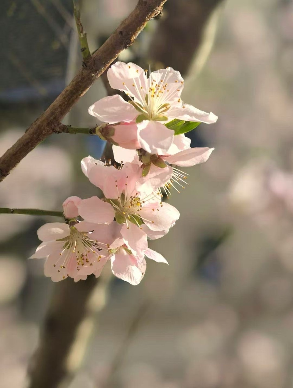 春之花四首-作者：秋林（澳大利亚）摄影：陈莹/歌唱：刘羽【世界诗歌诗书画协会】世界诗人名人展13643期（图5）