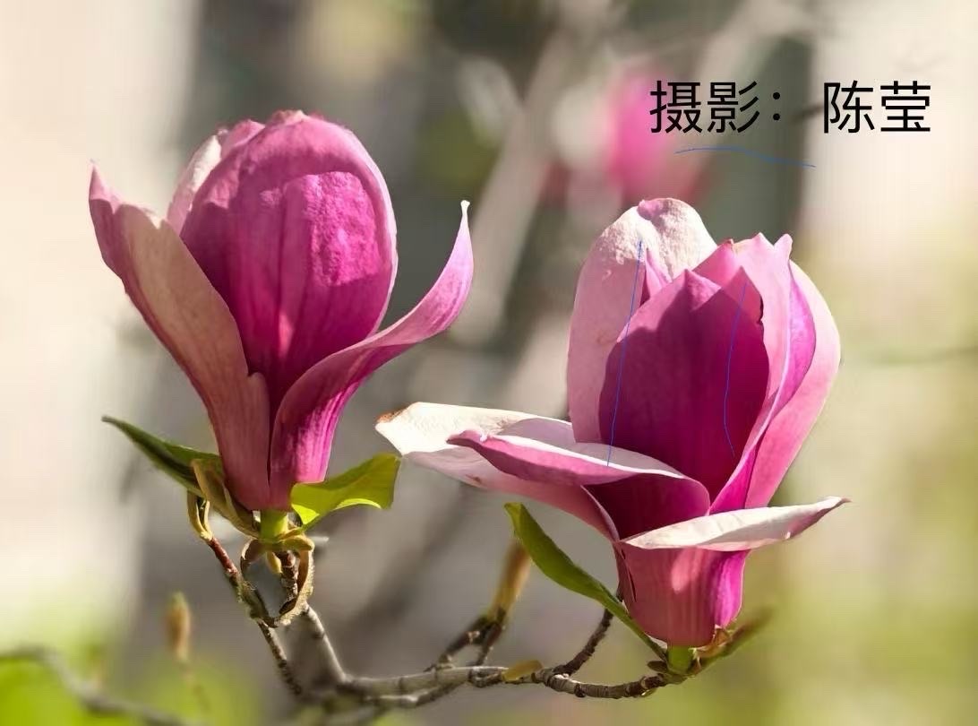 春之花四首-作者：秋林（澳大利亚）摄影：陈莹/歌唱：刘羽【世界诗歌诗书画协会】世界诗人名人展13643期（图3）