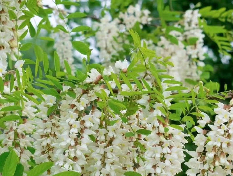 槐花的味道