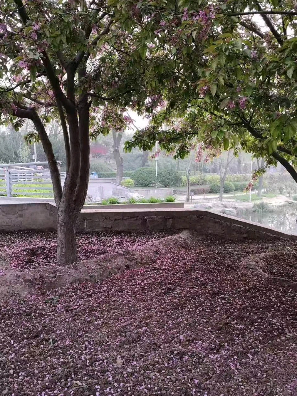 【故道文化·6614】孙庆玉诗作《花痴》（图2）