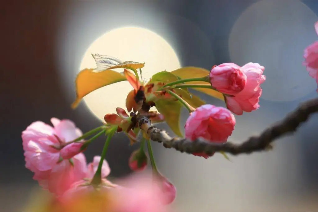 《夜月一帘幽梦，春风十里柔情》作者：龙游天下 [中国现代诗歌文化传媒推荐]（图6）