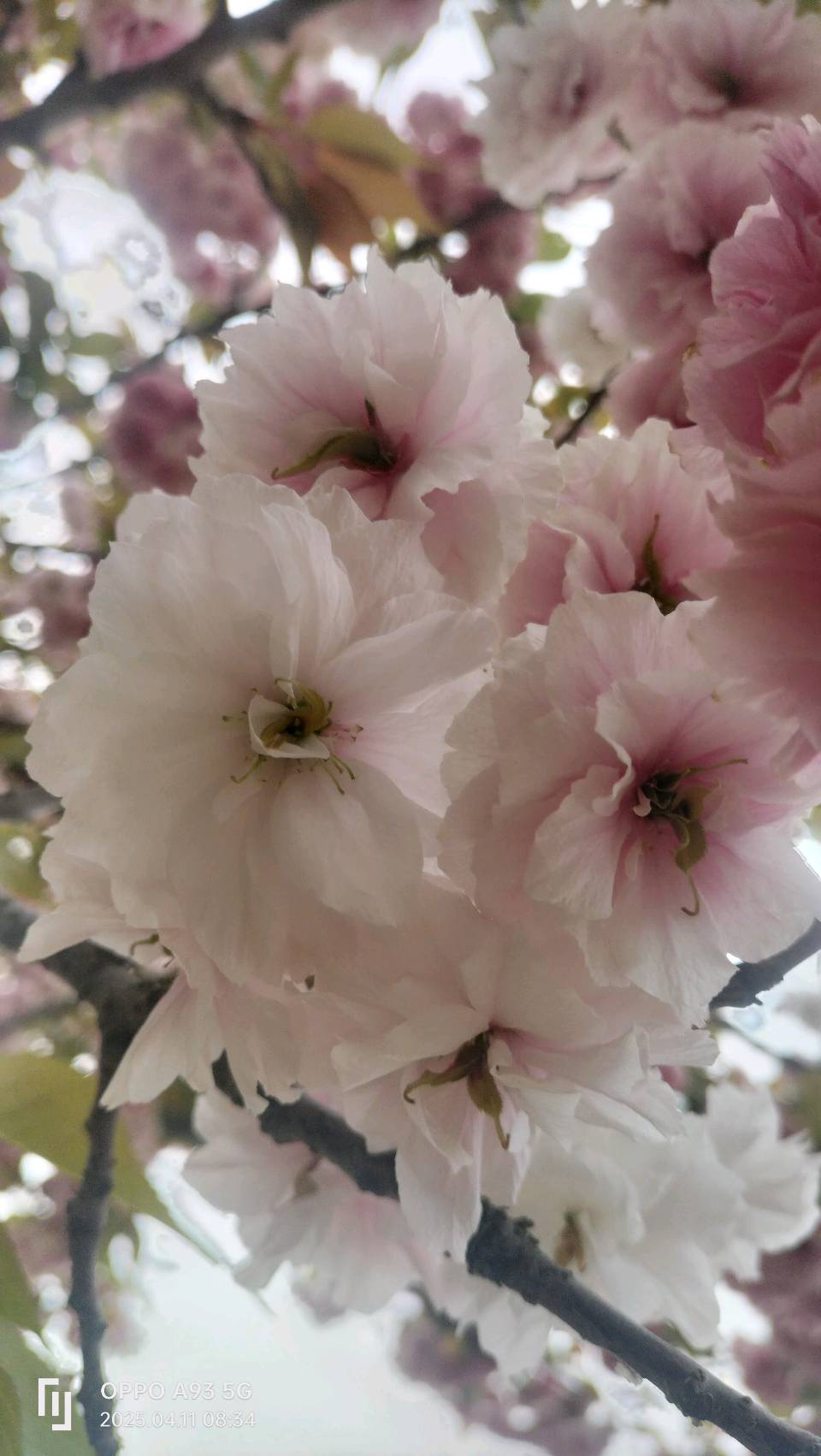 东京樱花