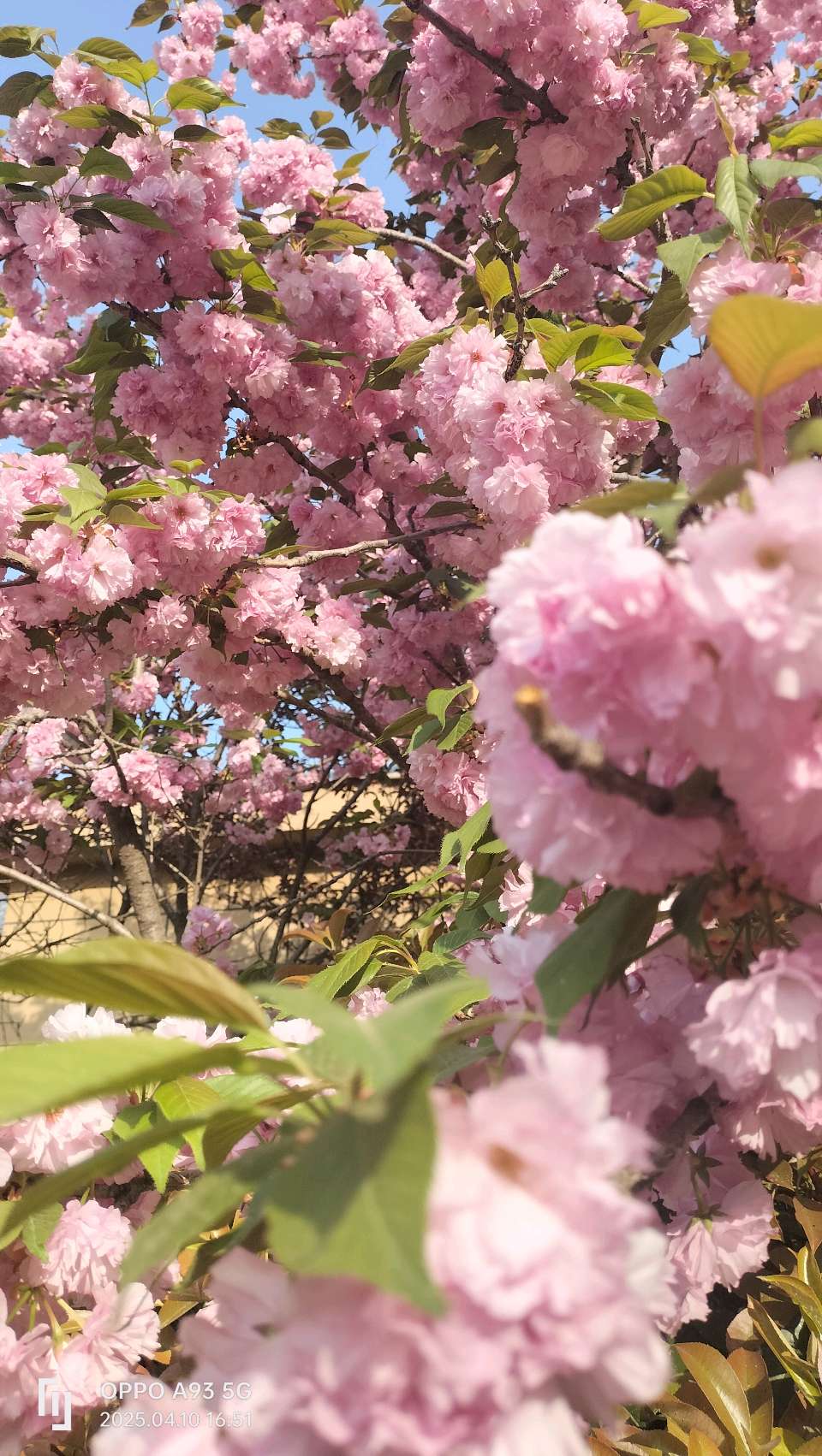 东京樱花（图2）
