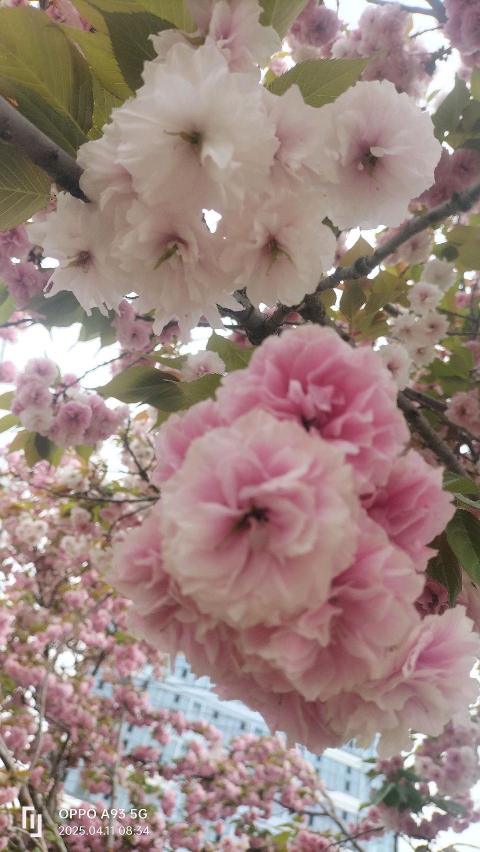 东京樱花（图3）