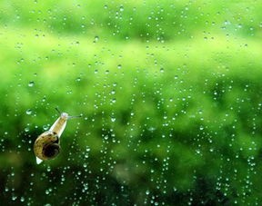 聆听 ‖ 六月荷教授原创作品《清明雨》朗诵/桑叶（图6）