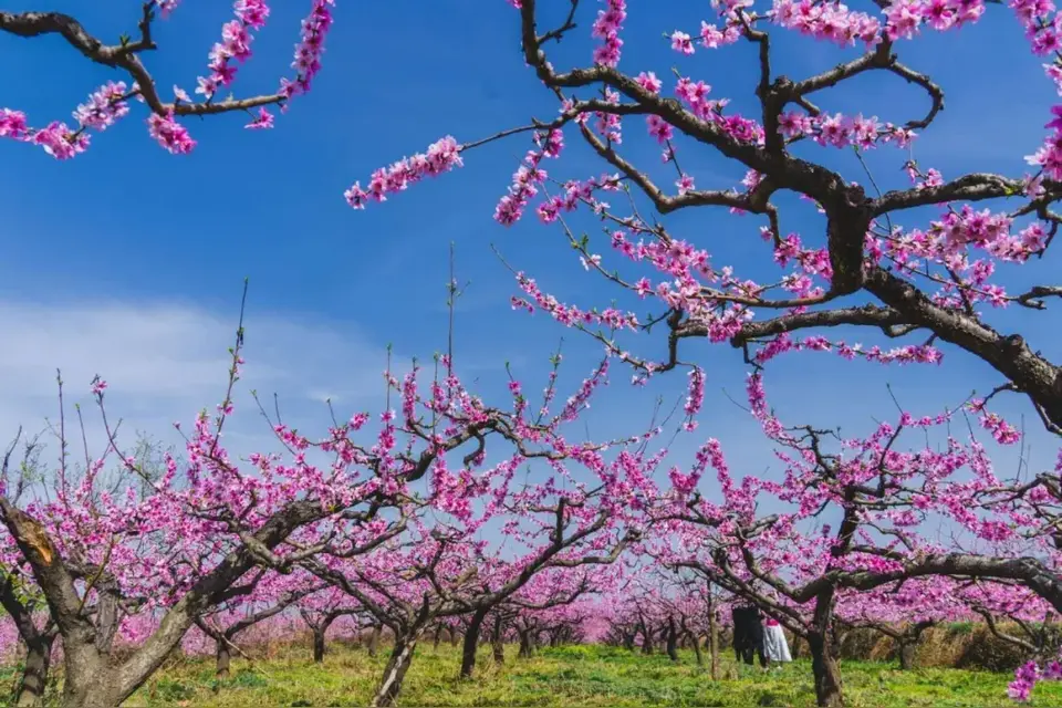 七绝·桃林赏花（文/张华兴）……莲叶之珠文学社（图4）