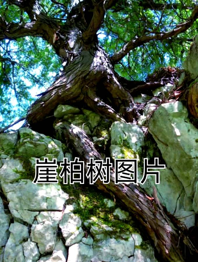 七律.咏崖柏/作者：平安是福（图3）