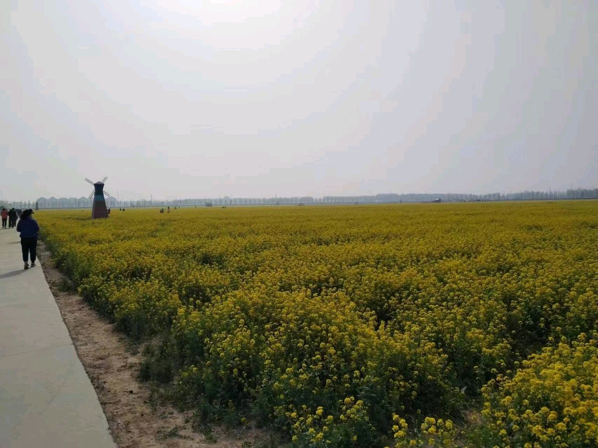 油菜花（二首）诗◑孙丙辉（图8）