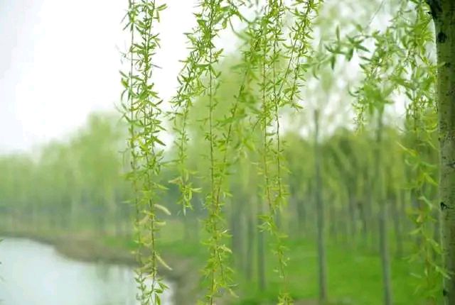 卫水洲的《知足是福，清心是禄，寡欲是寿，平安是幸》
