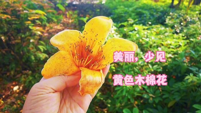 渔家傲-头冲村黄木棉～词◑刘哲侬（图10）