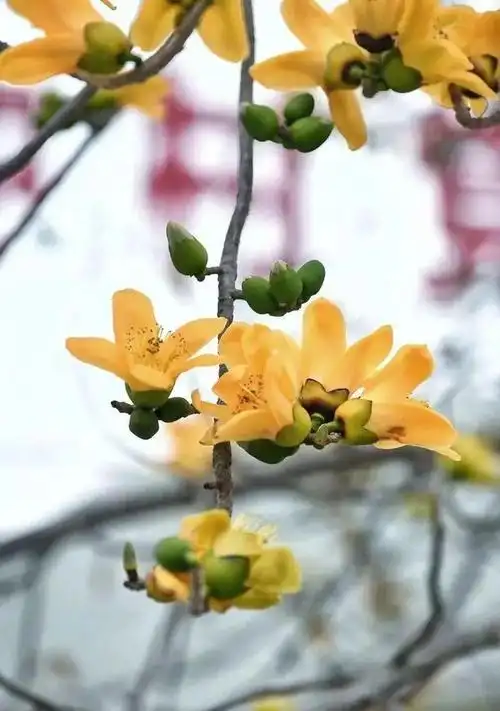渔家傲-头冲村黄木棉～词◑刘哲侬（图17）