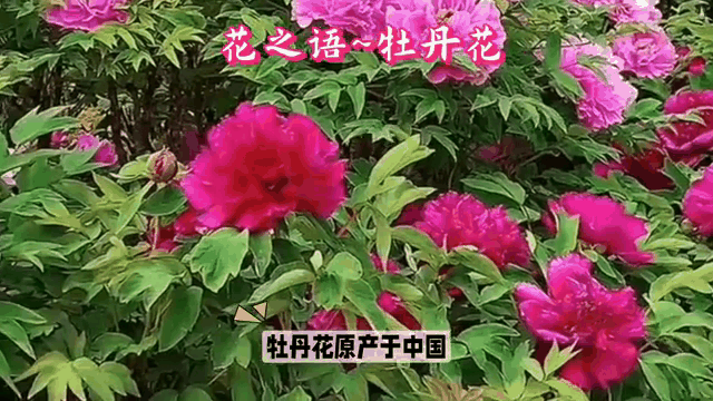 【神都诗社】第034期《牡丹花》(图7)