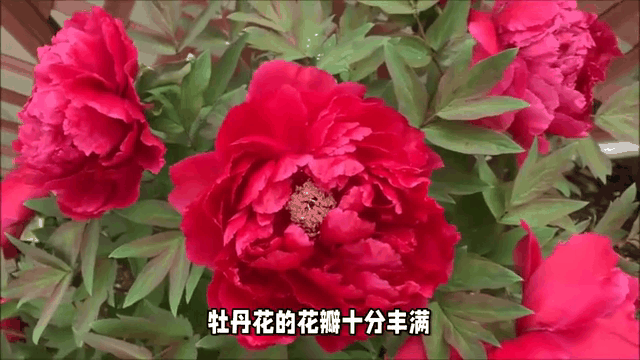 【神都诗社】第034期《牡丹花》(图8)