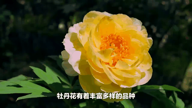 【神都诗社】第034期《牡丹花》(图14)