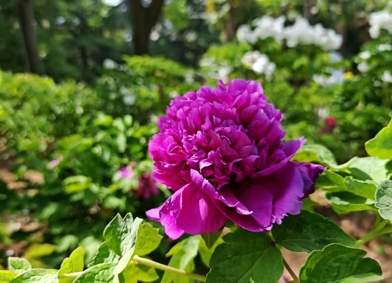 姚黄魏紫 （外二首）