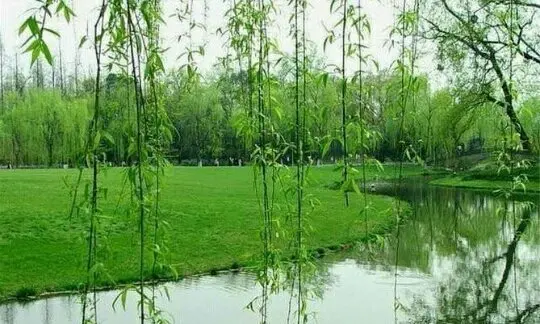 荔枝香·暮春行吟（文/张华兴）……莲叶之珠文学社（图4）