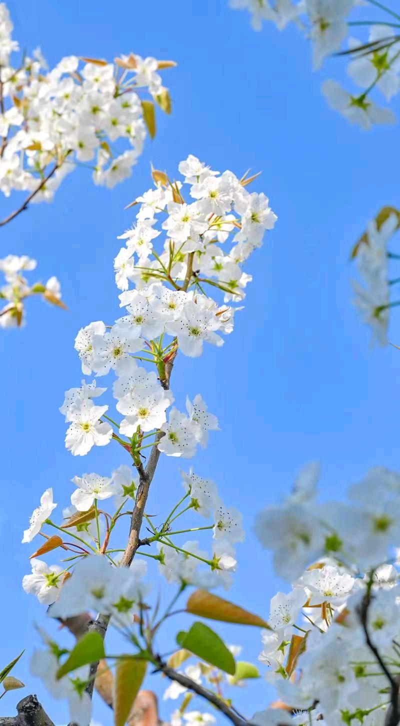 【荣耀中国】古风！骆驼山梨花节盛景文/辽宁朝阳（于景瑞）（图4）