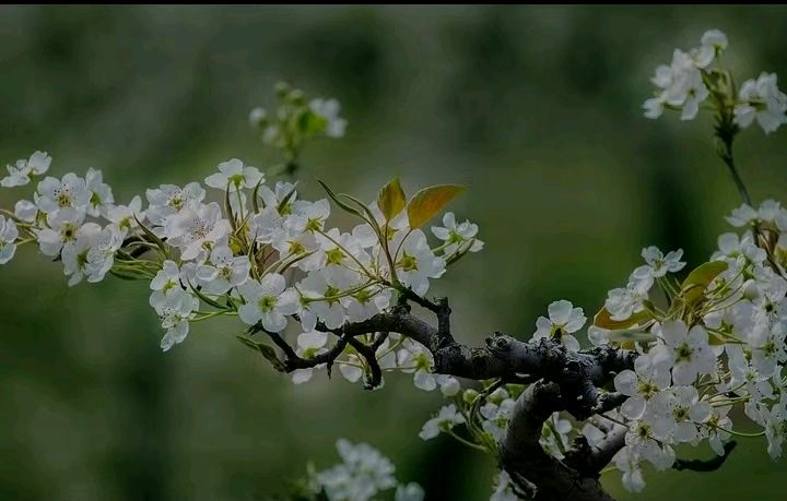 【都市文坛撷英】梨花的白文/襄阳放歌（图2）