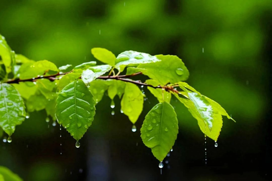 《及时雨》袁增木（图4）