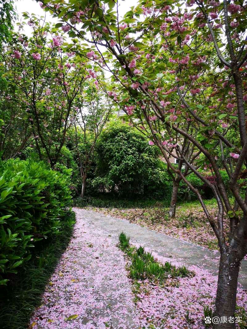 《散文诗·暮春》作者:王明雪(雪歌)主播:青青草桃源国际诗歌文化传媒♬（图7）