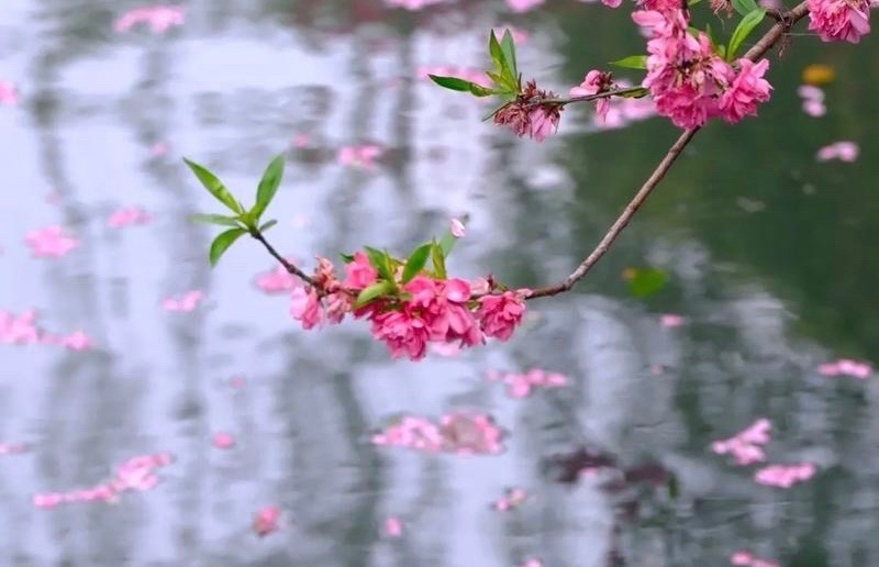 【和阳诗人】谷雨（二首）||文/海湾（图2）