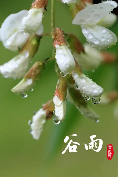 谷雨‖巴彦诗词楹联协会【915】（图4）