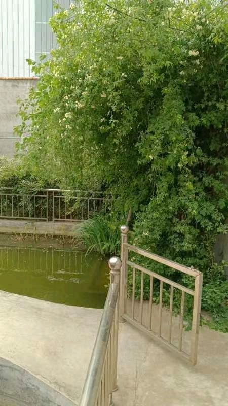 【荣耀中国】柳絮王界平(湖北)（图4）