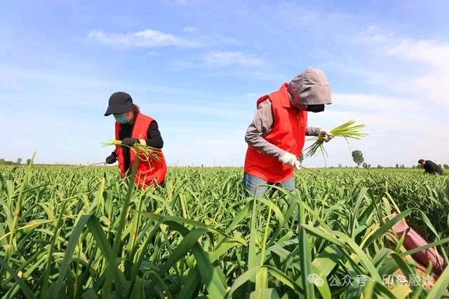 水岸社区开展“传承农耕文化 共享丰收之乐”劳动节主题助农采摘（图4）