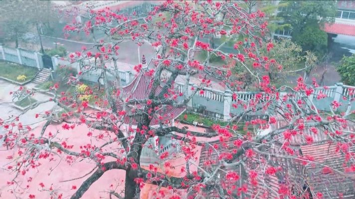 七律-刘涛湄屿祈愿（外一首）诗◑雅轩琴韵（图25）