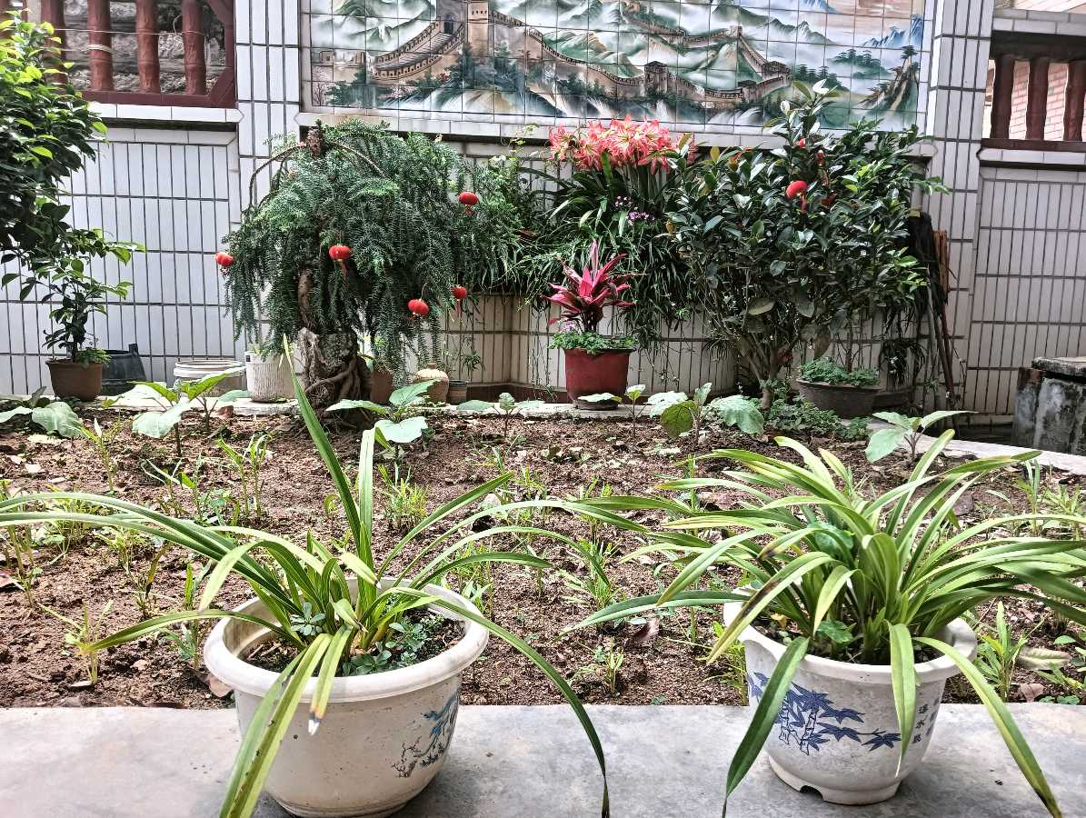 七律-院庭兰韵（外一首）诗◑雅轩琴韵（图17）