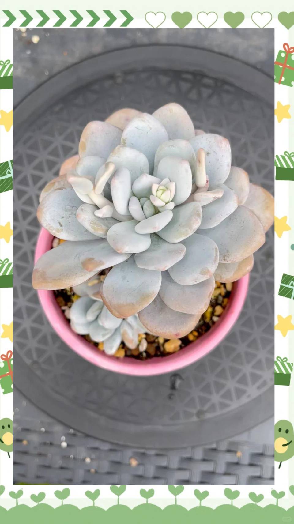 东方书剑的《多肉植物系列组诗之三》（图2）