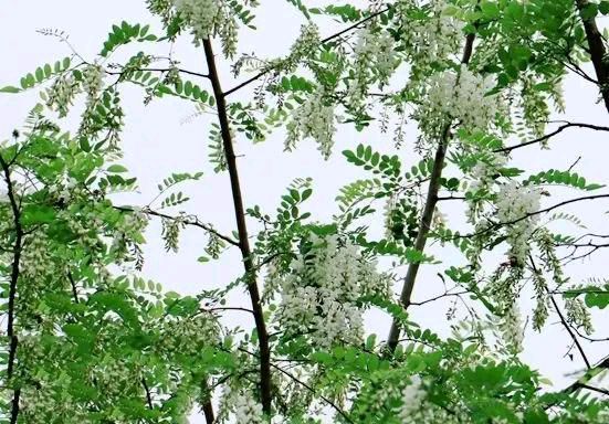 七绝·暮春溪行《外一首》 作者:王建（图4）