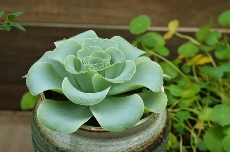 三五盆多肉 文/林水火（福建）（图4）