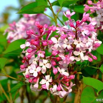 诗词雅韵 杨占礼诗歌 莲花山吟(外一首)（图2）