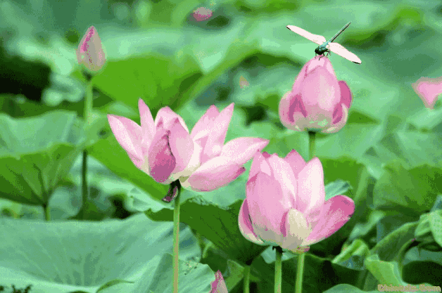 【神都诗社】第121期《初夏》(图8)