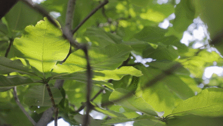 【神都诗社】第121期《初夏》(图23)