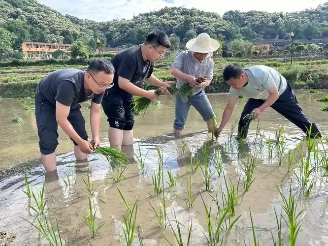 忆秦娥·又忆开秧门（文/许碧霞）……莲叶之珠文学社（图5）