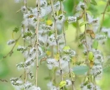 【枫雅汇看图约诗】第384期《柳絮》(图8)