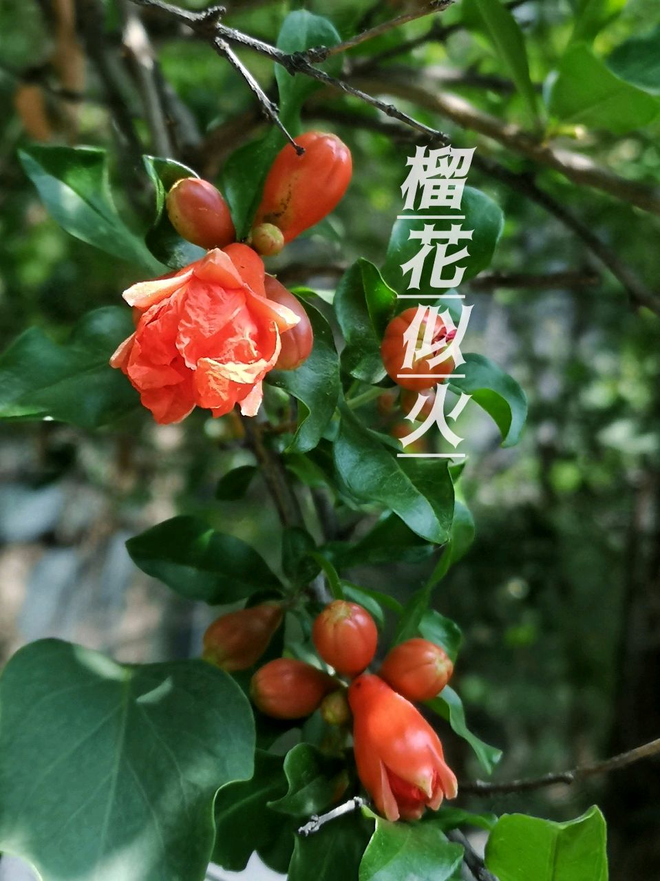 相见欢-立夏感怀（外一首）词◑雅轩琴韵（图12）