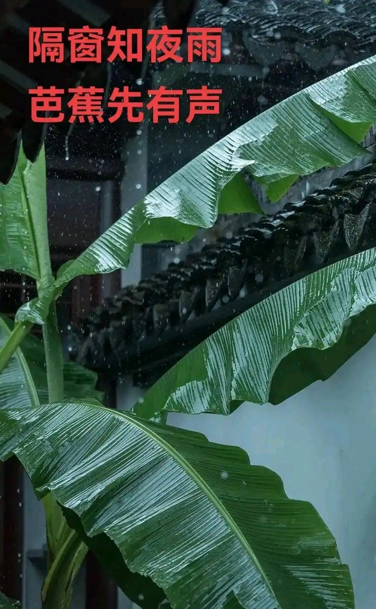 相见欢-立夏感怀（外一首）词◑雅轩琴韵（图17）