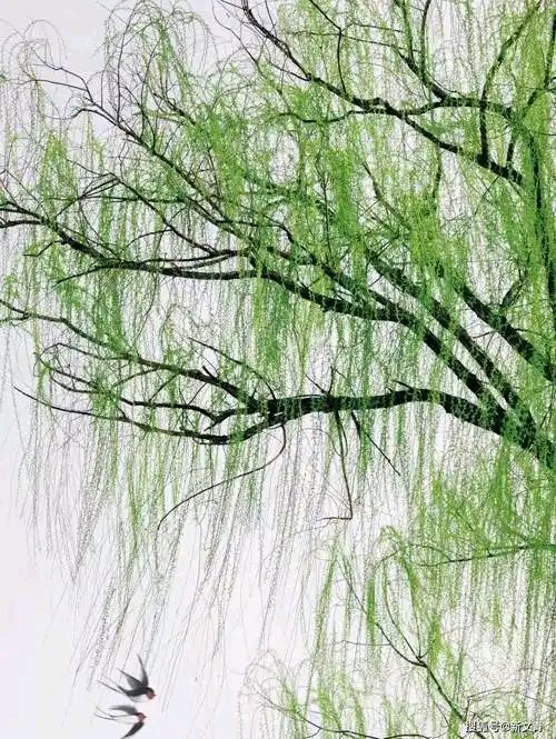 敬请欣赏||诗词合集专辑 作者:吴洋石（图2）