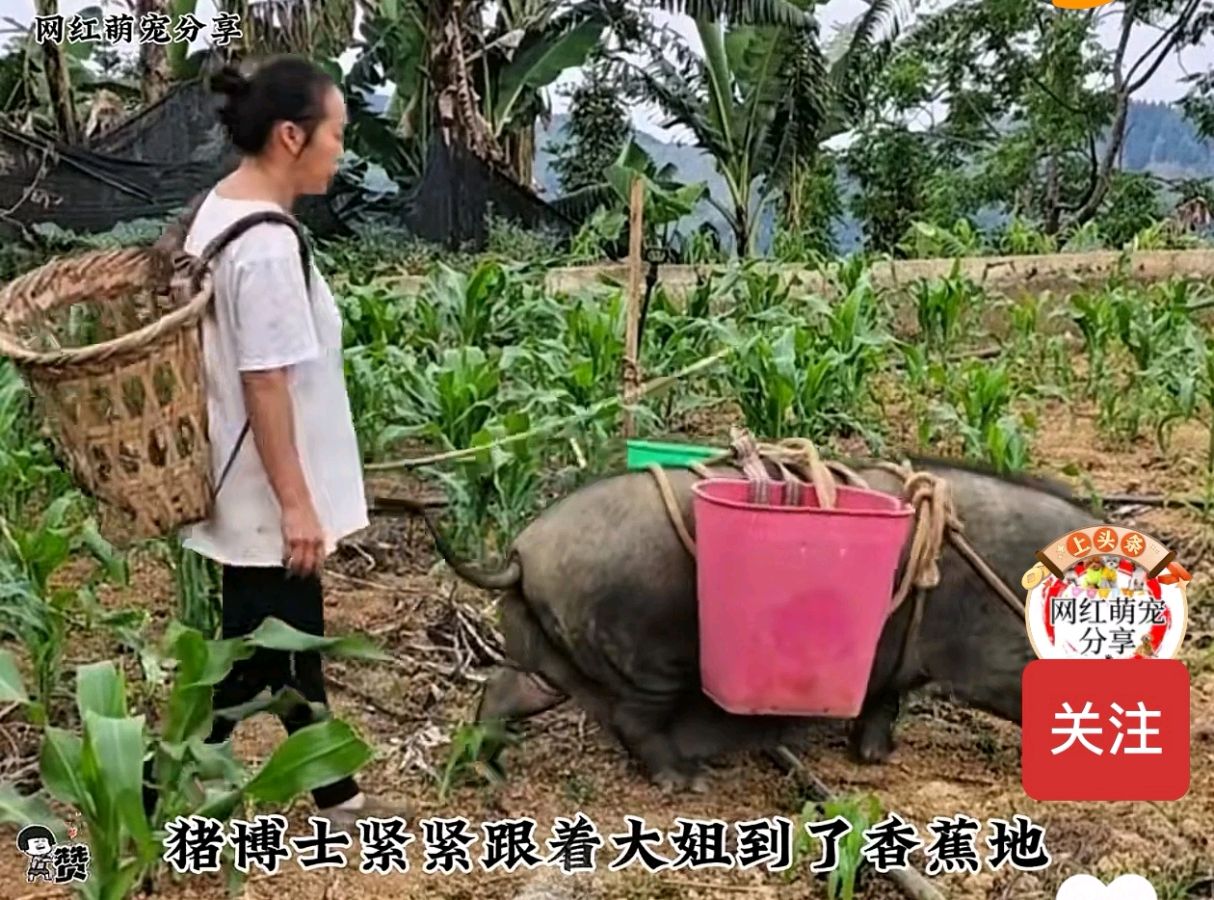 「幽默笑话」猪牛颠倒（图4）