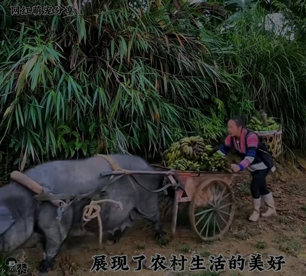 「幽默笑话」猪牛颠倒（图2）