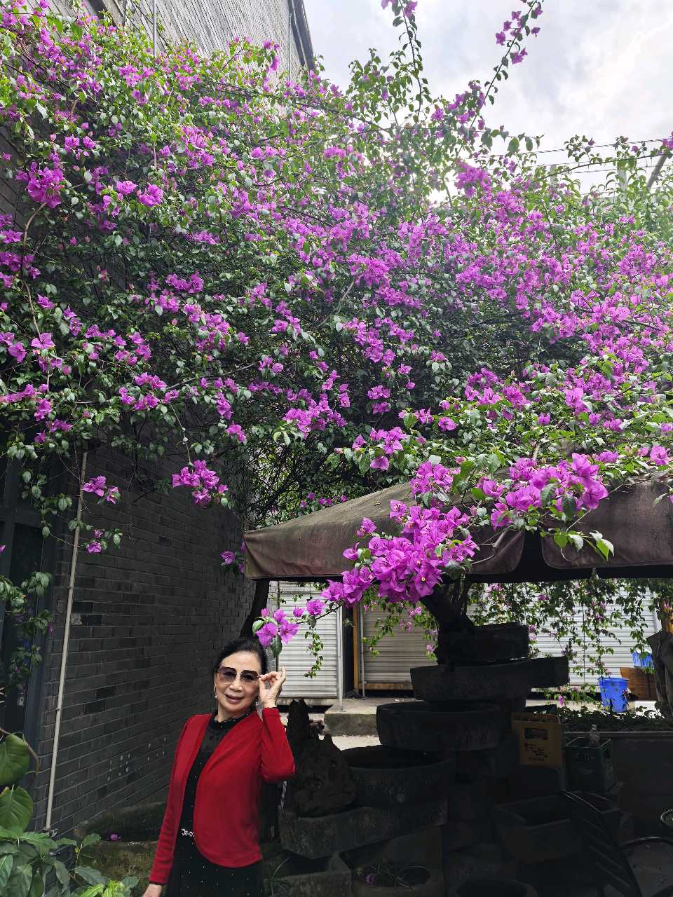 「散文诗」初夏的三角梅（图6）